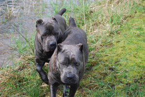 old world cane corso